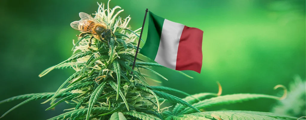 cannabis regulations Italy Italy cannabis regulations