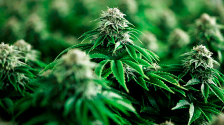 Jiffy pellet tray for cannabis seed germination Multiple Jiffy pellets prepped in a tray to germinate cannabis seeds efficiently indoors.