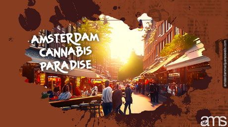 Amsterdam Cannabis Paradise
