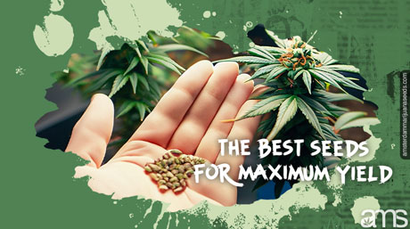 marijuana seeds greenhouse cultivation the best seeds for greenhouse growing
