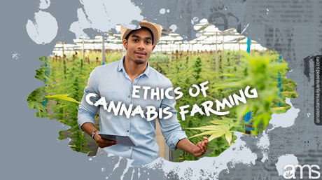 cannabis farming