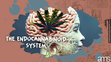 endocannabinoid system