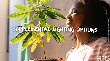 enhance plant growth and optimize yields marijuana plant illuminated by the sun