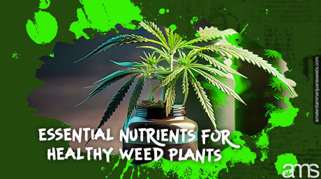 marijuana fertilizers essential nutrients for healthy weed plants