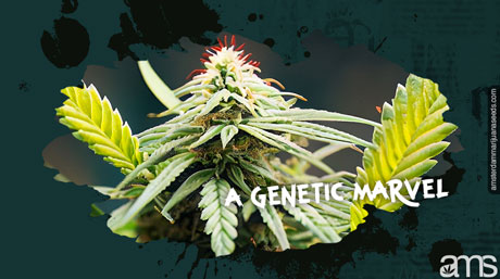 MOAB marijuana plant in bloom