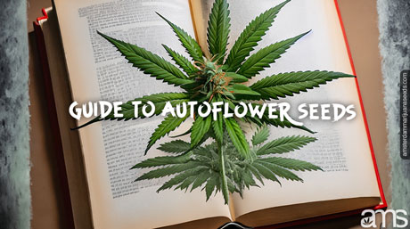 guide to autoflower seeds