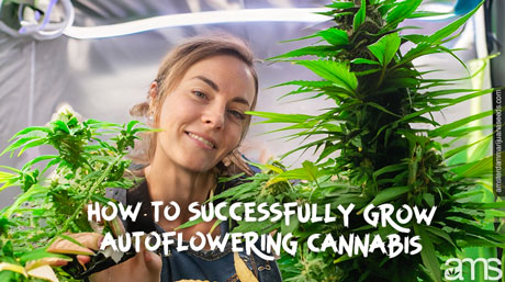 how to successfully grow autoflower cannabis Grower autoflower plants