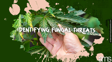 identifying fungal threats control mold prefent fungus