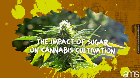 impact of sugar on cannabis cultivation
