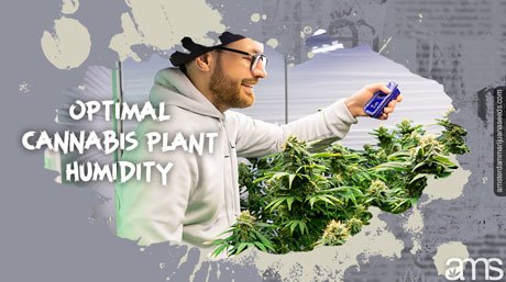 optimal cannabis plant humidity measures humidity grow room