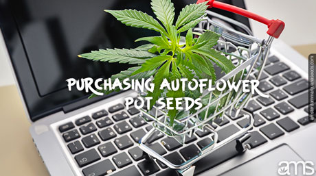 autoflower pot seeds guide