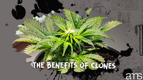 the benefits of cannabis clones