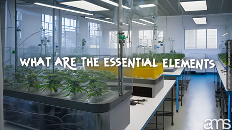 what are the essential elements mgrowroom with the essential elements