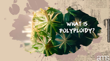 cannabis plant polyploidy