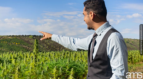 man in a cannabis field