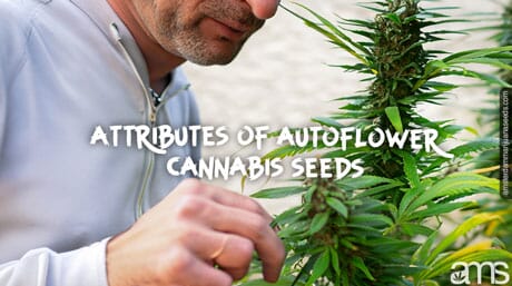 characteristics of autoflowering plant