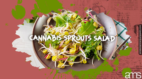 cannabis sprout salad