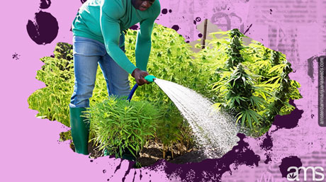 best practices watering irrigation outdoor gardens