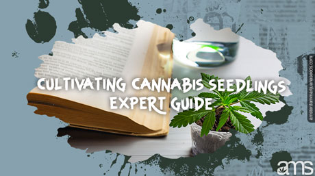 cultivating cannabis seedlings expert guide cultivatintg cannabis seedlings guide