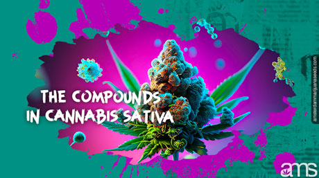 cannabis sativa flower covered in molecules