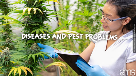 diagnoses pests marijuana plant