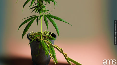 plant with broken stem hit by wind