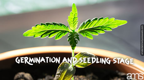 germination and seedling stage autoflower plant in the first stage