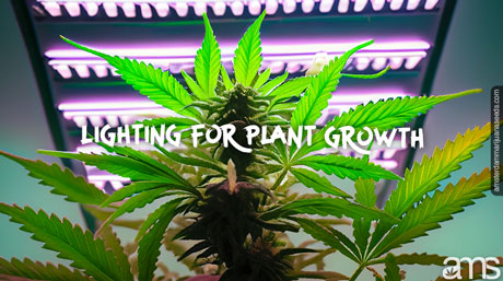 lighting for cannabis plant growth lighting for plant growth