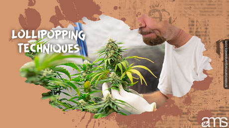 lollipopping techniques for White widow lollipopping technique White Widow plant