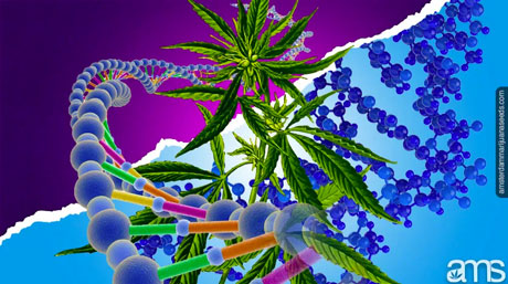 cannabis and polyploidy