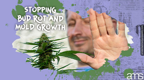 stop bud rot and mold growth