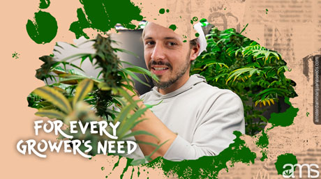 AMS strains for every growers need