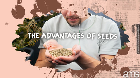 the advantages of seeds cannabis breeding