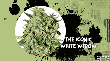 white widow top in full bloom