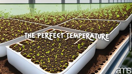 th perfect temperature growroom with the perfect temperature