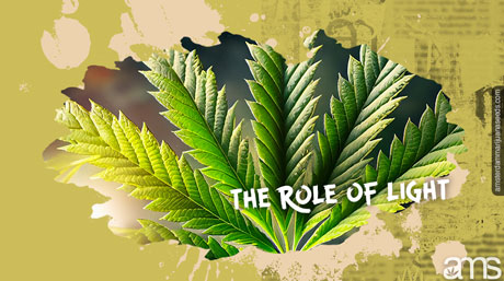 photosynthesis photosynthesis and cannabis