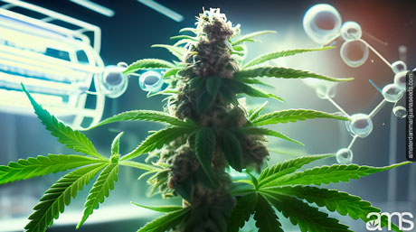 Cannabis and CO2 Cannabis and CO2