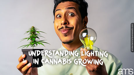 understanding light in cannabis growing