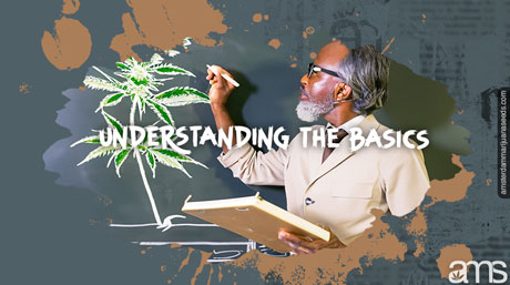 understanding the basics of seedling development basics of cannabis germination