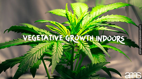 Cannabis seedling in vegetative stage indoors