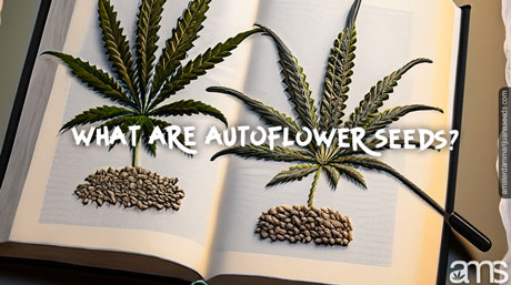 what are autoflowering seeds