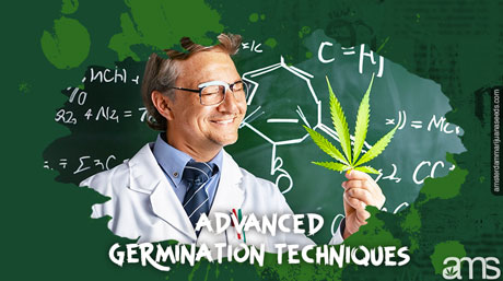 germinate skunk marijuana seeds cannabis leaf