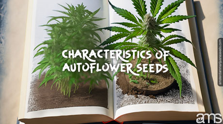 characteristics of autoflower seeds