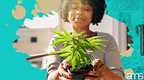 choosing the right cannabis strain selected the right cannabis strain