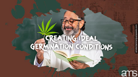 creating the ideal germination conditions ideal cannabis seed germination conditions