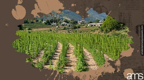 Albania legal hemp growing expected socio economic impact