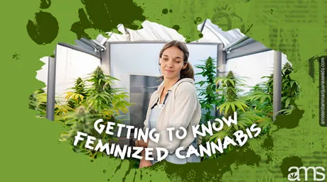 Feminized Seeds: Ethics in Cannabis Farming 03 getting to know feminized cannabis post img 1