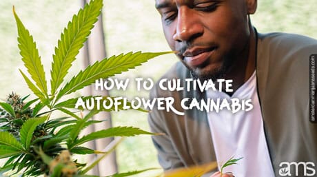 grows autoflowering plant