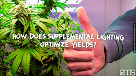 how supplemental lighting optimize yields good marijuana plant yield