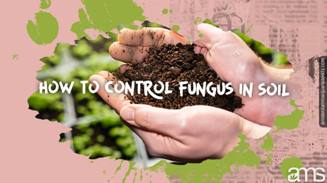 how to control fungus in soil prevent fungus mold